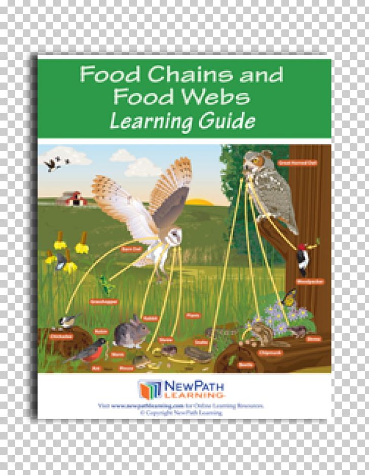 Food Web Food Chain Ecosystem Consumer PNG, Clipart, Advertising, Bird, Book, Consumer, Ebook Free PNG Download