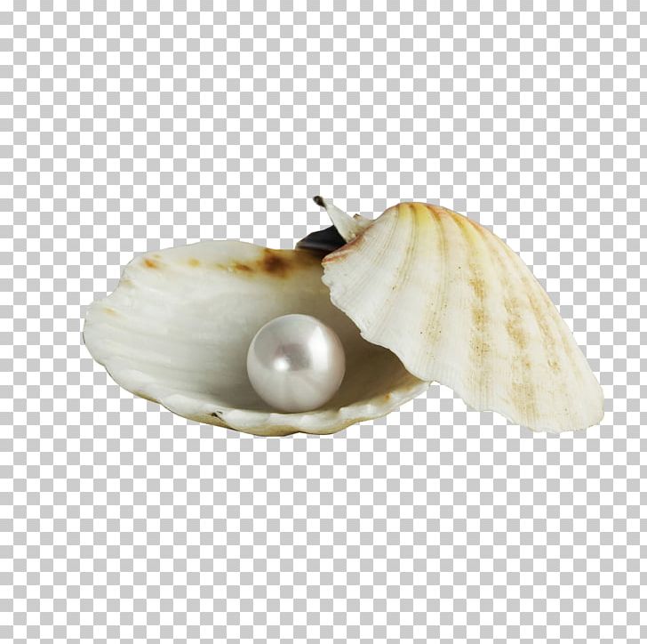 Pearl Seashell Earring Gemstone Jewellery PNG, Clipart, Clam, Clams Oysters Mussels And Scallops, Cockle, Conch, Conchology Free PNG Download
