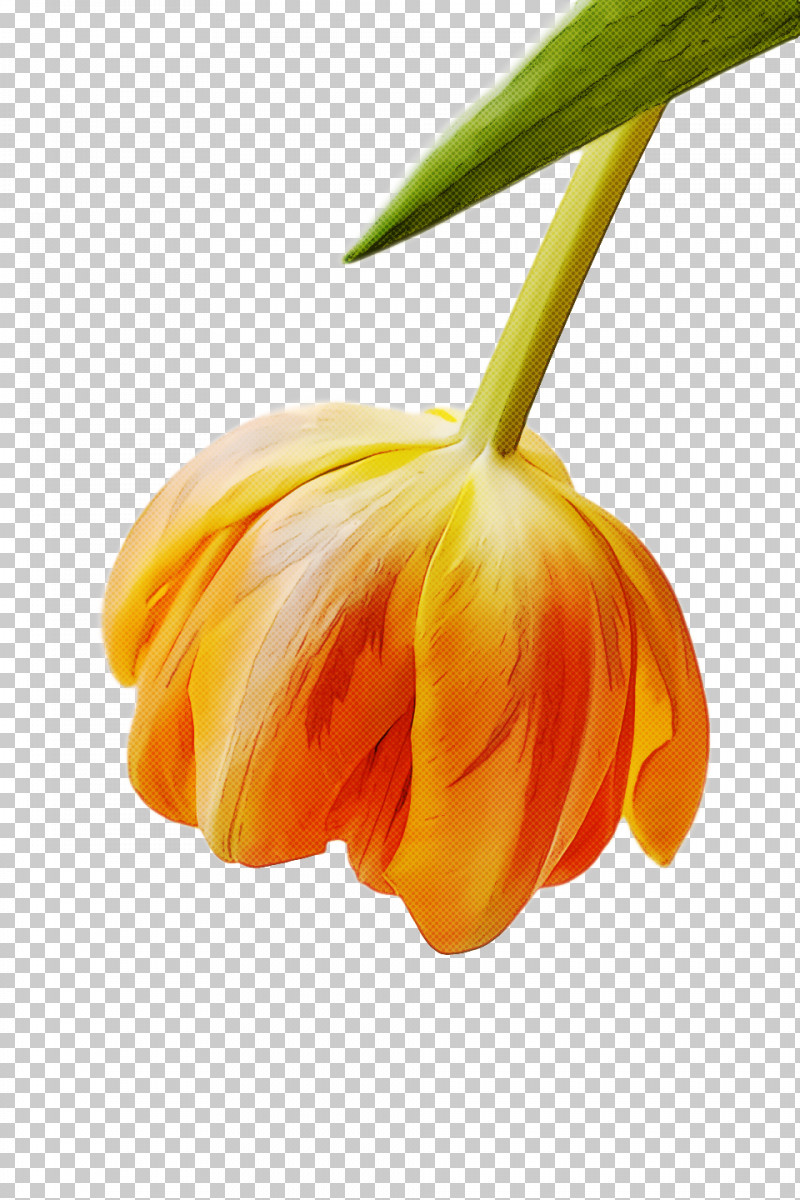 Spring Flower Spring Floral Flowers PNG, Clipart, Closeup, Flower, Flowers, Fritillaria, Lily Family Free PNG Download