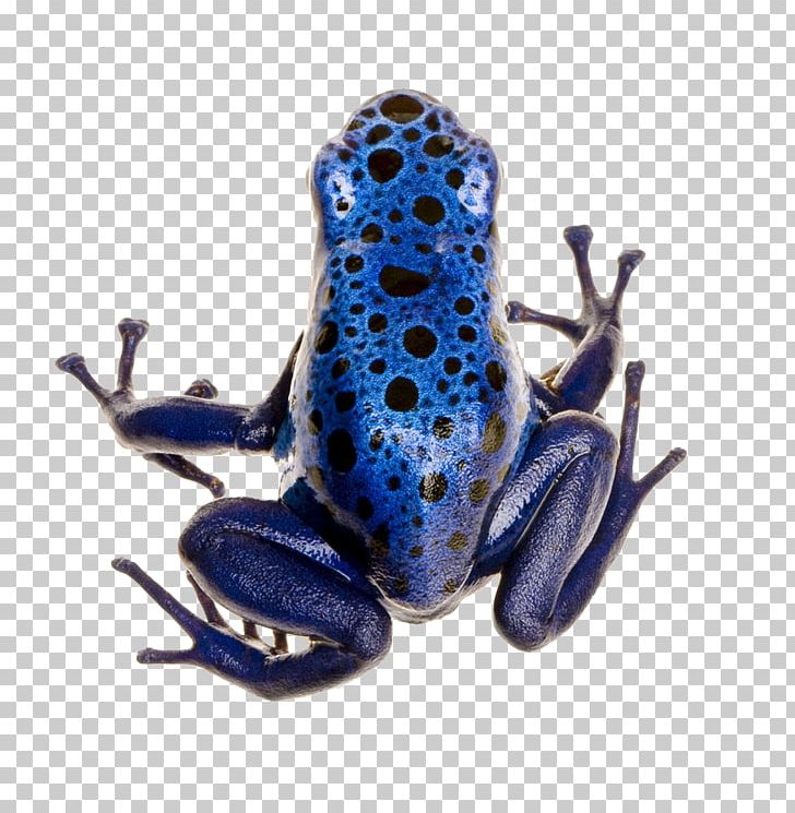 Green And Black Poison Dart Frog Adelphobates Galactonotus Strawberry Poison-dart Frog Yellow-banded Poison Dart Frog PNG, Clipart, Amphibians, Animal, Animals, Biological, Blu Free PNG Download