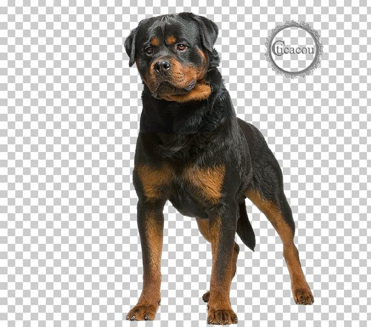 The Rottweiler Dobermann German Shepherd Dog Breed PNG, Clipart, Animals, Beware Of The Dog, Breed, Carnivoran, Companion Dog Free PNG Download