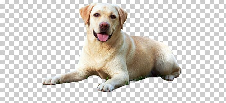 Labrador Retriever Puppy A Perfect Dog Guide: A Guide To Selection PNG, Clipart, Animals, Carnivoran, Companion Dog, Denver, Desktop Wallpaper Free PNG Download