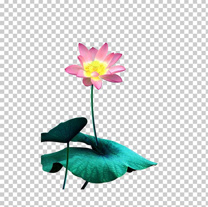 Nelumbo Nucifera Watercolor Painting PNG, Clipart, Computer, Download, Flora, Flower, Flowering Plant Free PNG Download