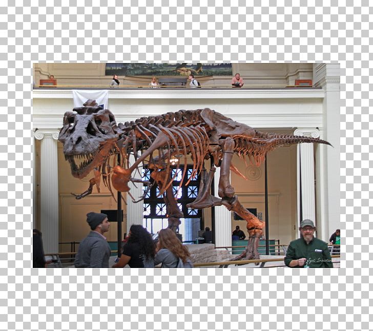 Tyrannosaurus Field Museum Of Natural History Sue Dinosaur PNG, Clipart, Art, Art Museum, Bone, Chicago, Dinosaur Free PNG Download