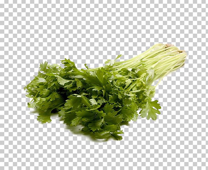 Celery PNG, Clipart, Celery, Clip Art, Computer Icons, Conventionally Grown, Coriander Free PNG Download