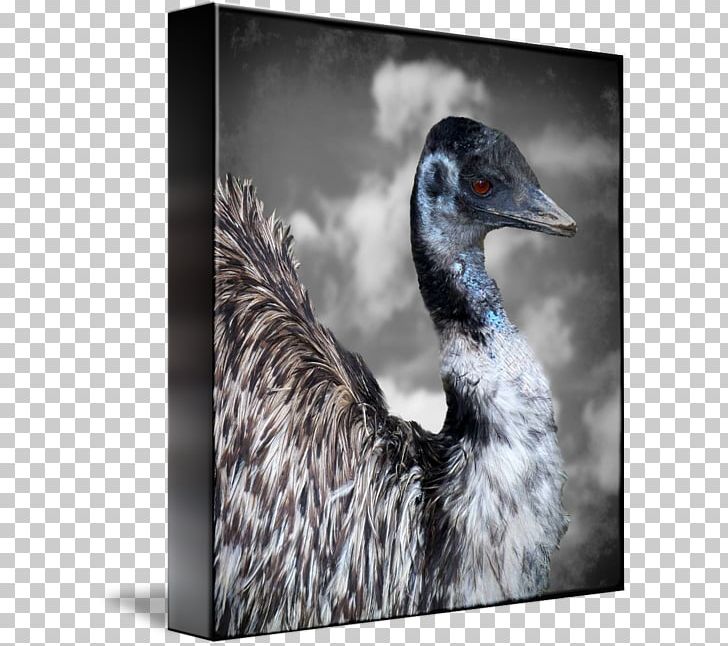 Duck Gallery Wrap Canvas Beak Art PNG, Clipart, Animals, Art, Beak, Bird, Canvas Free PNG Download