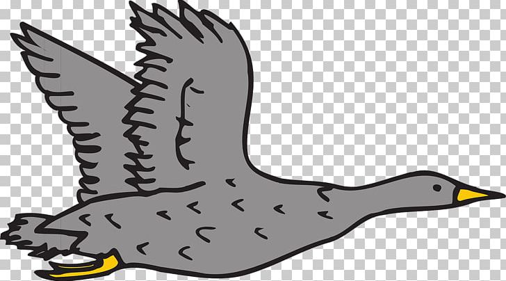 Duck Goose Bird PNG, Clipart, Animals, Artwork, Beak, Bird, Bird Flight Free PNG Download