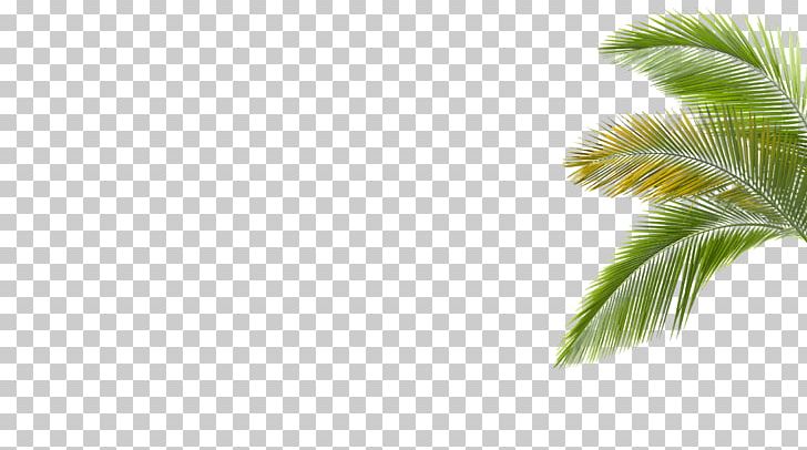 Arecaceae Leaf Tree Light PNG, Clipart, Arecaceae, Arecales, Branch, Computer Wallpaper, Forest Free PNG Download