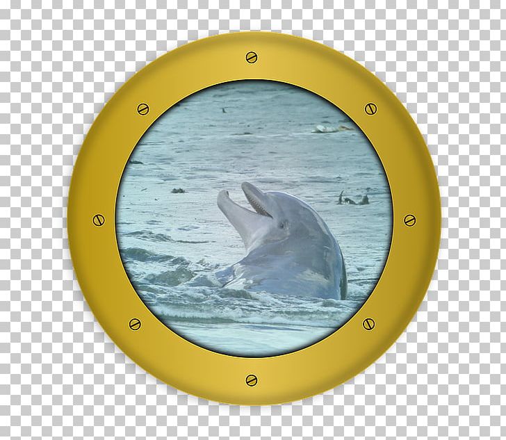 Charleston Dolphin Bohicket Road Sailing PNG, Clipart, Animals, Bohicket Road, Charleston, Dolphin, Marine Mammal Free PNG Download