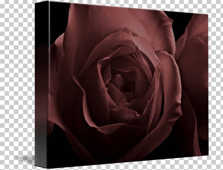 Garden Roses Petal Desktop Close-up PNG, Clipart, Burgundy, Closeup, Closeup, Computer, Computer Wallpaper Free PNG Download