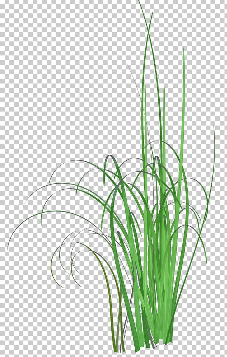 Grass Common Reed Herbaceous Plant PNG, Clipart, Aquarium Decor, Clip Art, Commodity, Common Reed, Flora Free PNG Download