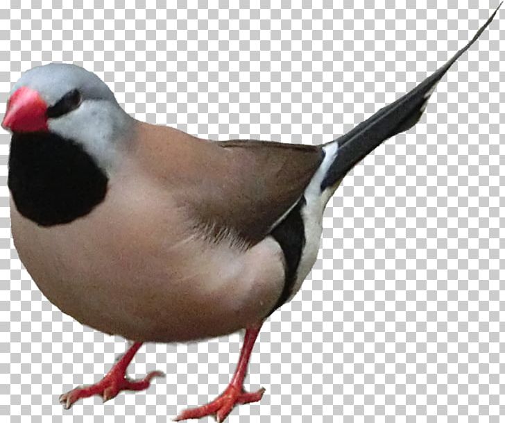 Long-tailed Finch Bird Passerine Art Beak PNG, Clipart, Animal, Animals, Art, Artist, Aviary Free PNG Download