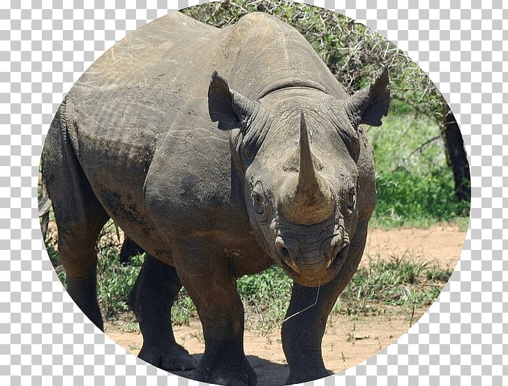 Africa Javan Rhinoceros Western Black Rhinoceros Sumatran Rhinoceros PNG, Clipart, Afr, Animals, Black Rhinoceros, Critically Endangered, Endangered Species Free PNG Download