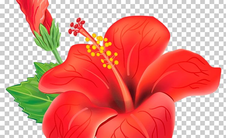 Flower Shoeblackplant PNG, Clipart, China Rose, Chinese Hibiscus, Cut Flowers, Drawing, Flower Free PNG Download