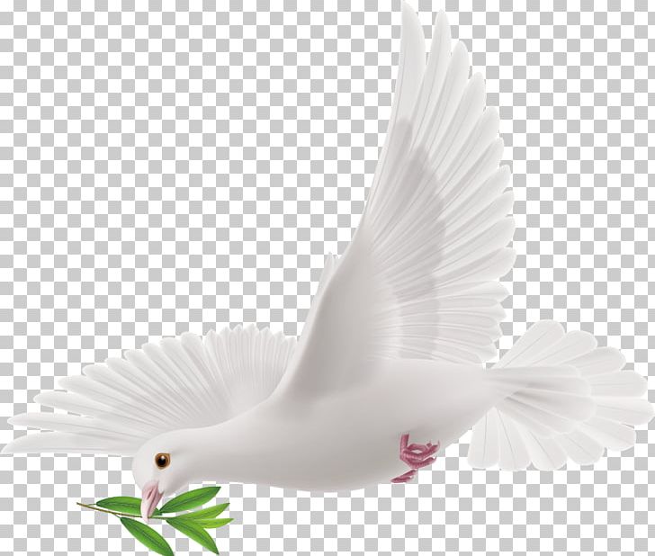 Peace PNG, Clipart, Adobe Illustrator, Art, Artworks, Beak, Bird Free PNG Download
