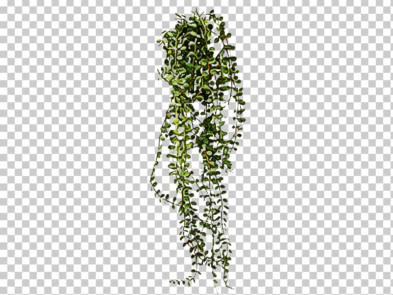Plant Flower Plant Stem PNG, Clipart, Flower, Plant, Plant Stem Free PNG Download