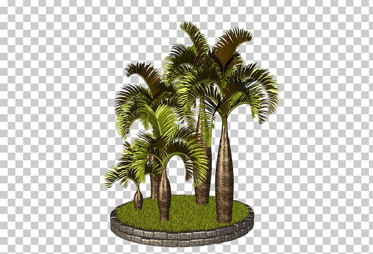 Asian Palmyra Palm Arecaceae PhotoScape PNG, Clipart, Arecaceae, Arecales, Asian Palmyra Palm, Attalea, Attalea Speciosa Free PNG Download
