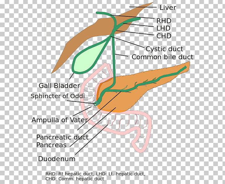 Biliary Atresia Biliary Tract Bile Duct PNG, Clipart, Anatomy, Angle, Area, Atresia, Beak Free PNG Download