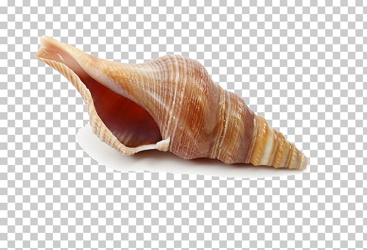 Wenningstedt-Braderup Conch Gratis PNG, Clipart, Apartment, Cartoon Conch, Conch, Conch Blowing, Conch Creative Free PNG Download