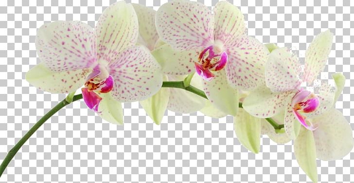 Moth Orchids Desktop Flower PNG, Clipart, 1080p, Boat Orchid, Cattleya, Cut Flowers, Desktop Wallpaper Free PNG Download