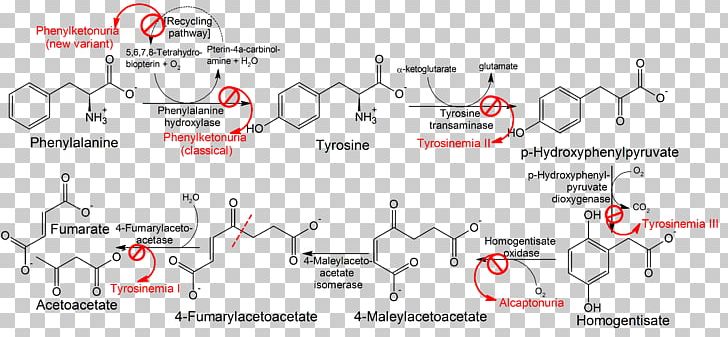 Phenylketonuria [PKU] Phenylalanine Hydroxylase Alkaptonuria Tyrosine PNG, Clipart, Alkaptonuria, Amino Acid, Angle, Disease, Enzyme Free PNG Download