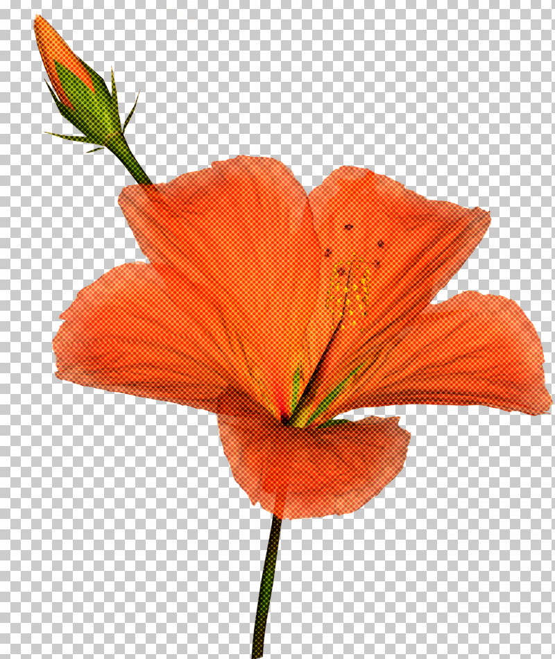 Orange PNG, Clipart, Flower, Hibiscus, Lily, Lily Family, Orange Free PNG Download