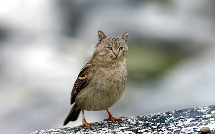 Cat Bird House Sparrow Kitten PNG, Clipart, Animal, Animals, Beak, Bicolor Cat, Bird Free PNG Download