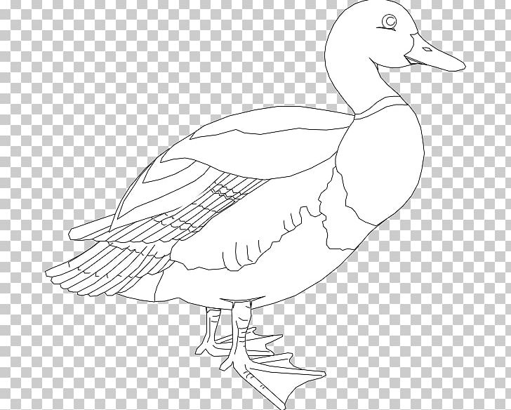 Duck Goose American Pekin Mallard PNG, Clipart, American Black Duck, American Pekin, Animal, Animals, Artwork Free PNG Download