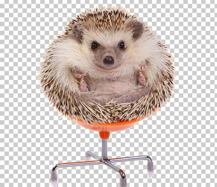 European Hedgehog Four-toed Hedgehog Stock Photography Domesticated Hedgehog PNG, Clipart, Animal, Animals, Atelerix, Domesticated Hedgehog, Erinaceidae Free PNG Download