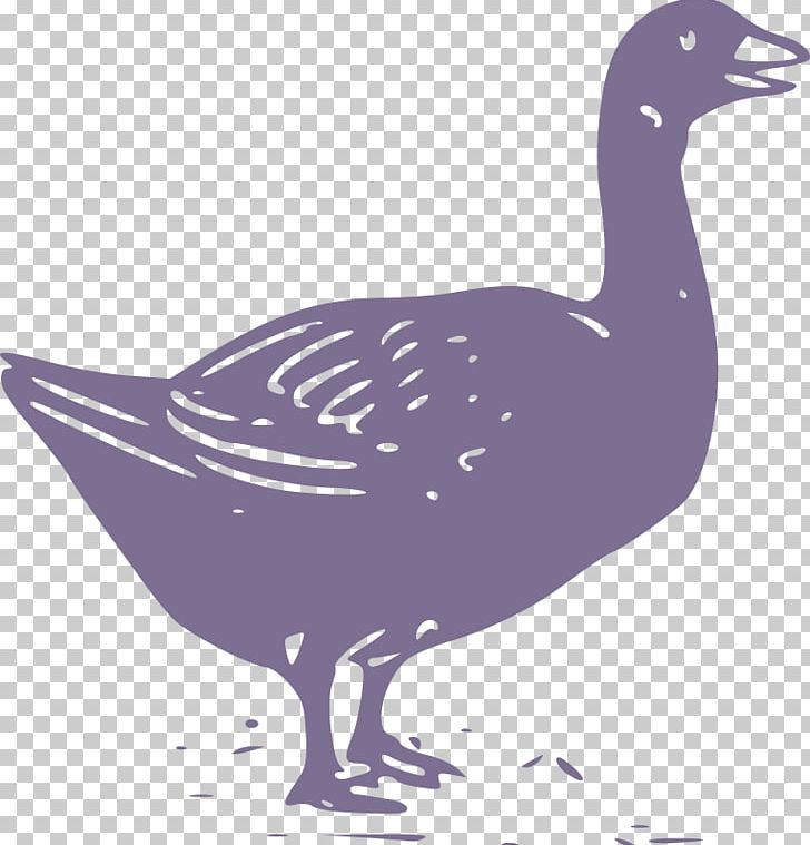 Goose Duck Bird Feather PNG, Clipart, Anatidae, Animal, Animals, Beak, Bird Free PNG Download