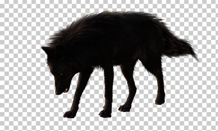 Gray Wolf Black Wolf PNG, Clipart, Angry Wolf Face, Animal, Animals, Black, Black Wolf Free PNG Download