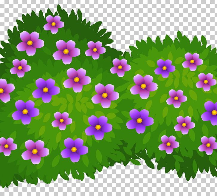 Shrub Rose PNG, Clipart, Annual Plant, Aster, Barberry, Bush, Chrysanths Free PNG Download