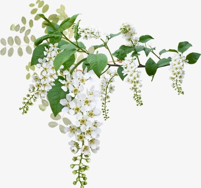 White Flowers PNG, Clipart, Backgrounds, Beauty In Nature, Blossom, Botany, Branch Free PNG Download