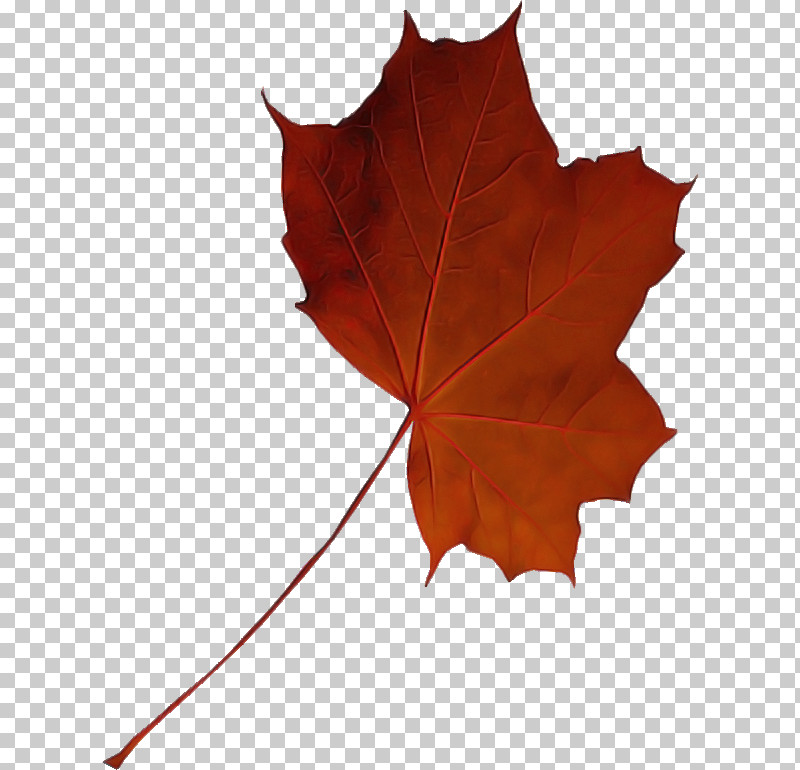 Maple Leaf PNG, Clipart, Cranesbill, Flower, Leaf, Maple, Maple Leaf Free PNG Download