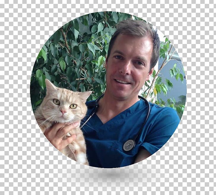 Cat Veterinary Neurology Veterinarian Royal College Of Veterinary Surgeons Pet PNG, Clipart, Animals, Bachelor Of Veterinary Science, Cat, Cat Like Mammal, Domestic Shorthaired Cat Free PNG Download