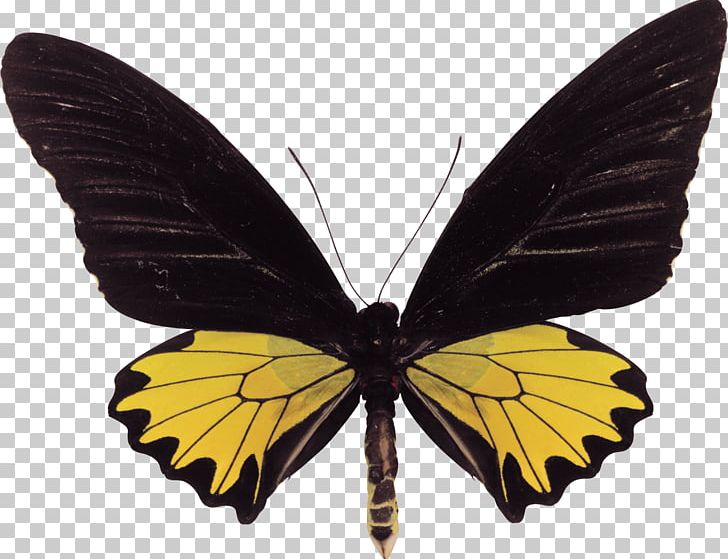 Swallowtail Butterfly Troides Helena Birdwing PNG, Clipart, Aristolochia, Arthropod, Birdwing, Brush Footed Butterfly, Butterflies And Moths Free PNG Download