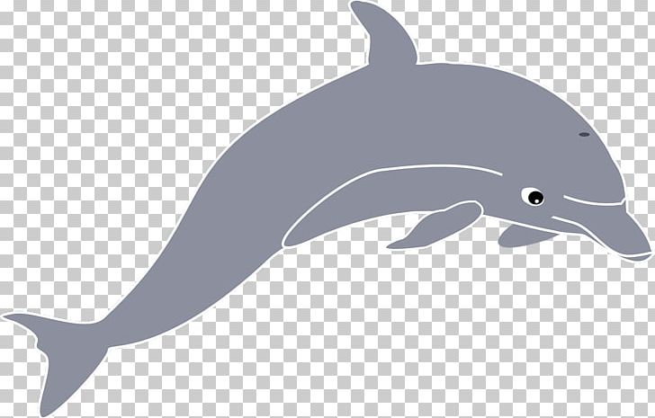 Spinner Dolphin Common Bottlenose Dolphin PNG, Clipart, Animals, Bottlenose Dolphin, Cetacea, Computer Icons, Dolphin Free PNG Download