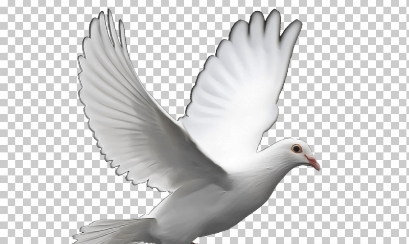 Feather PNG, Clipart, Beak, Bird, European Herring Gull, Feather, Peace Free PNG Download