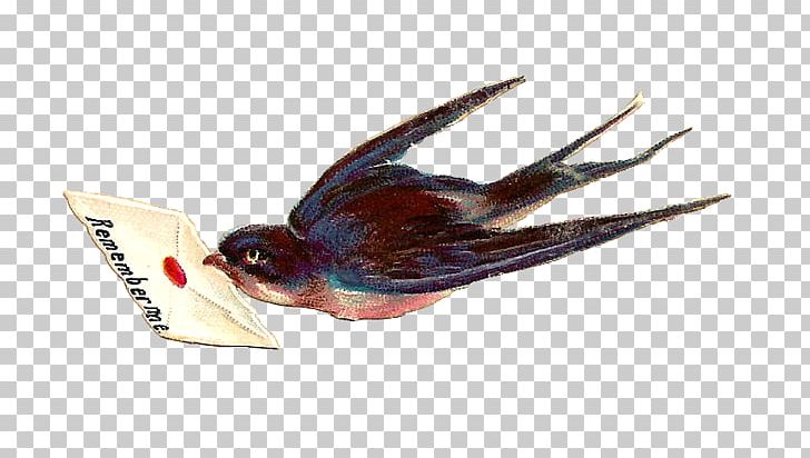 Bird Columbidae Swallow Wing King Pigeon PNG, Clipart, Animal, Animals, Beak, Bird, Blue Free PNG Download