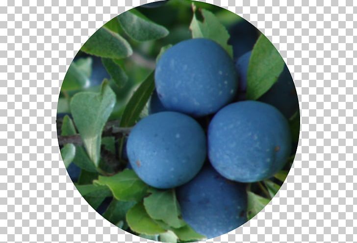 Blueberry Bilberry Damson PNG, Clipart, Berry, Bilberry, Blueberry, Damson, Food Free PNG Download