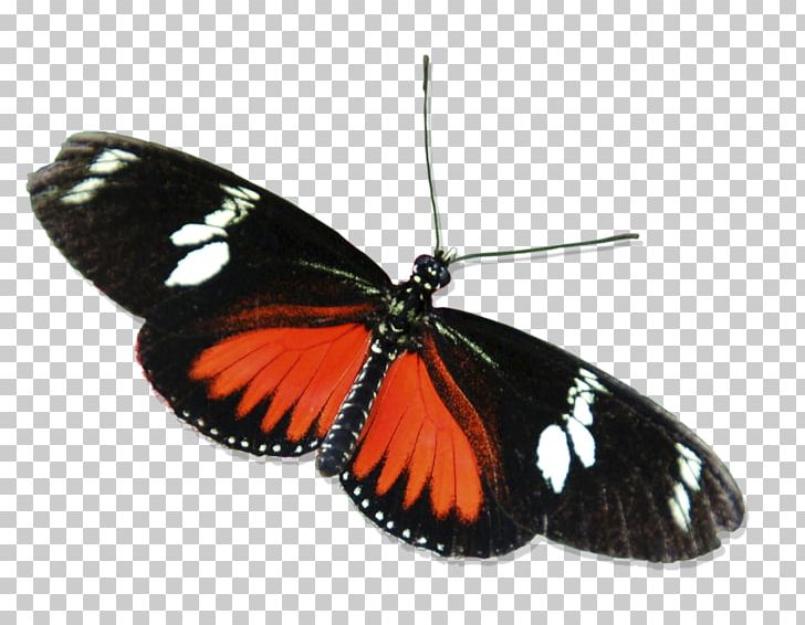 Butterfly Insect Red Small Tortoiseshell White PNG, Clipart, Arthropod, Black, Brush Footed Butterfly, Butterflies And Moths, Butterfly Free PNG Download
