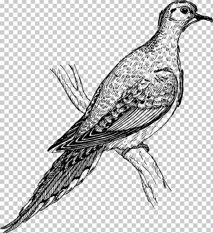 Columbidae Beak Bird PNG, Clipart, Animal, Artwork, Beak, Bird, Black And White Free PNG Download
