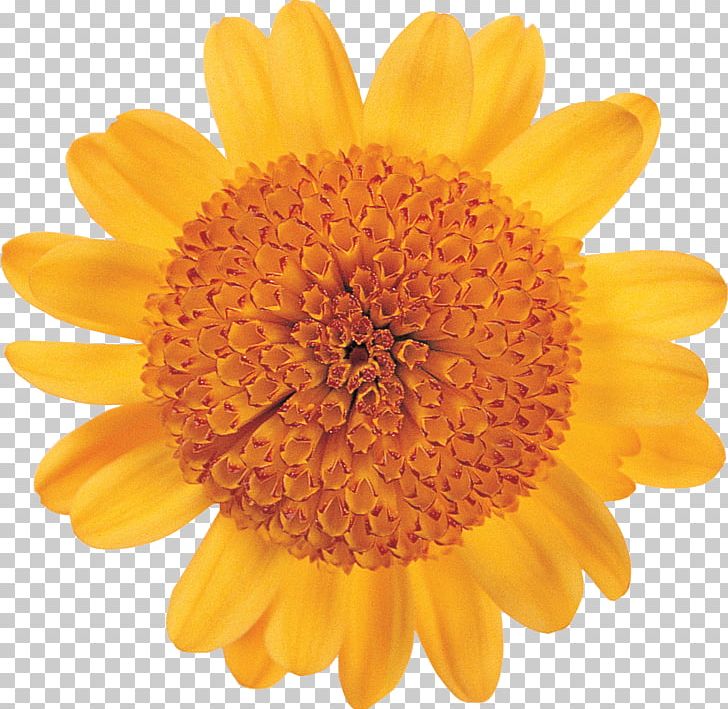 Flower Floral Design Daisy Family Art Petal PNG, Clipart, Art, Calendula, Chrysanthemum, Chrysanths, Dahlia Free PNG Download