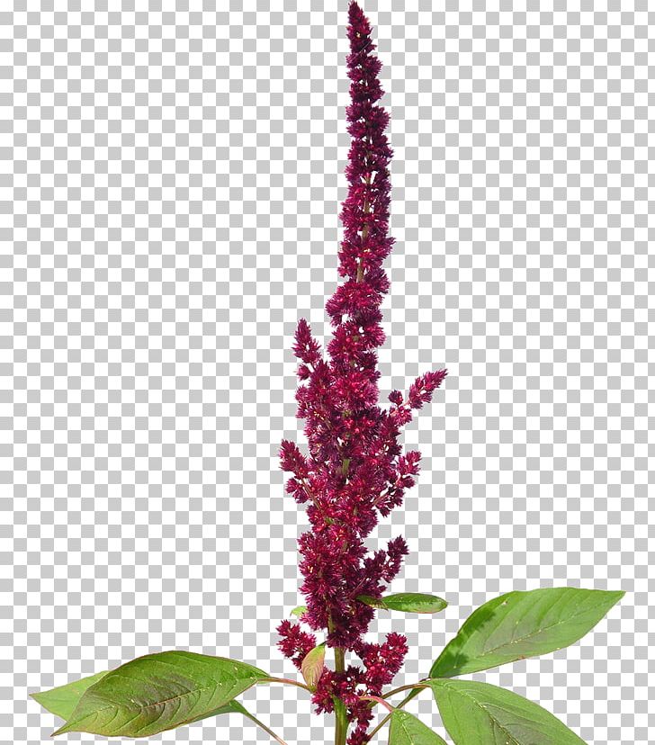 Amaranthaceae Amaranthus Cruentus Plant Amaranth Grain PNG, Clipart,  Free PNG Download