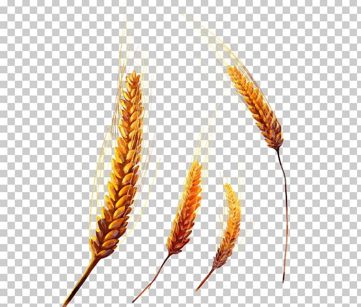 Emmer Einkorn Wheat Common Wheat Cereal Grain PNG, Clipart, Bread, Broomcorn, Cereal, Cereal Germ, Commodity Free PNG Download