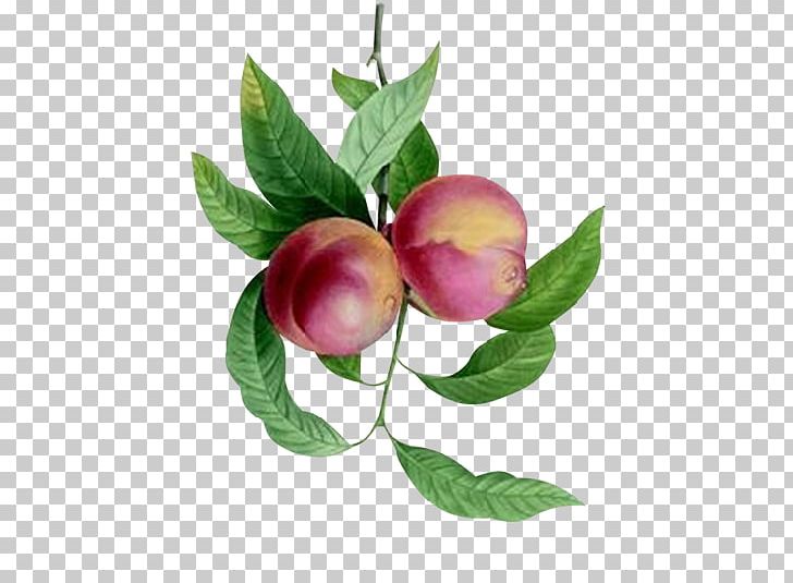 Fruit Peach Plum Food Apple PNG, Clipart, Apple, Branch, Call Me By Your Name, Common Fig, Fig Trees Free PNG Download