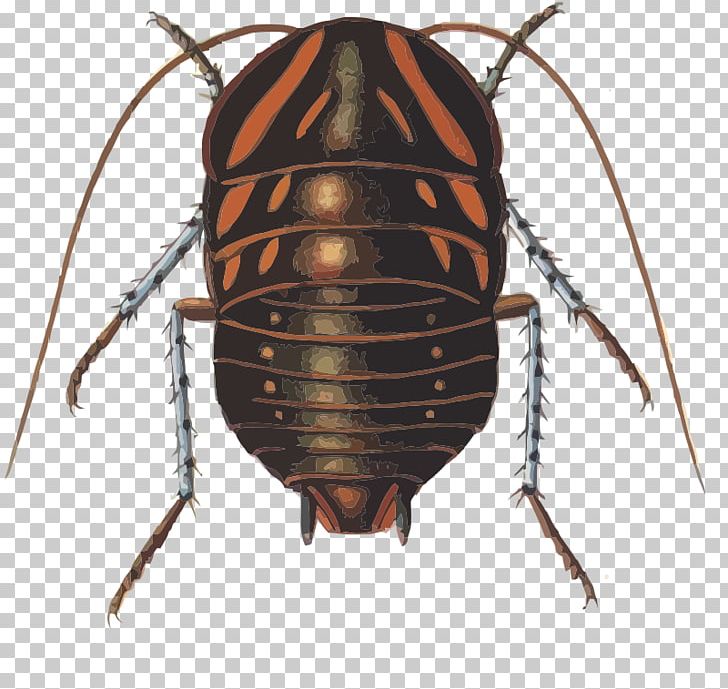 Cockroach Blattidae Dictyoptera Polyzosteria Mitchelli Blaberidae PNG, Clipart, Animals, Arthropod, Beetle, Blaberidae, Blattidae Free PNG Download