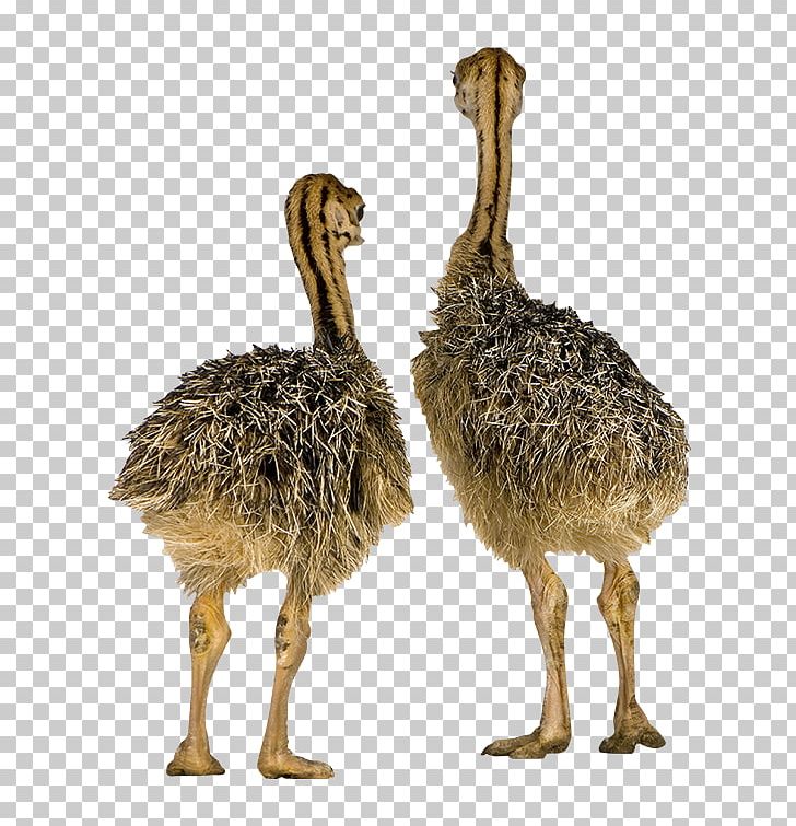 Common Ostrich Bird Incubator Chicken Emu PNG, Clipart, Animal, Animals, Beak, Bird, Camel Free PNG Download