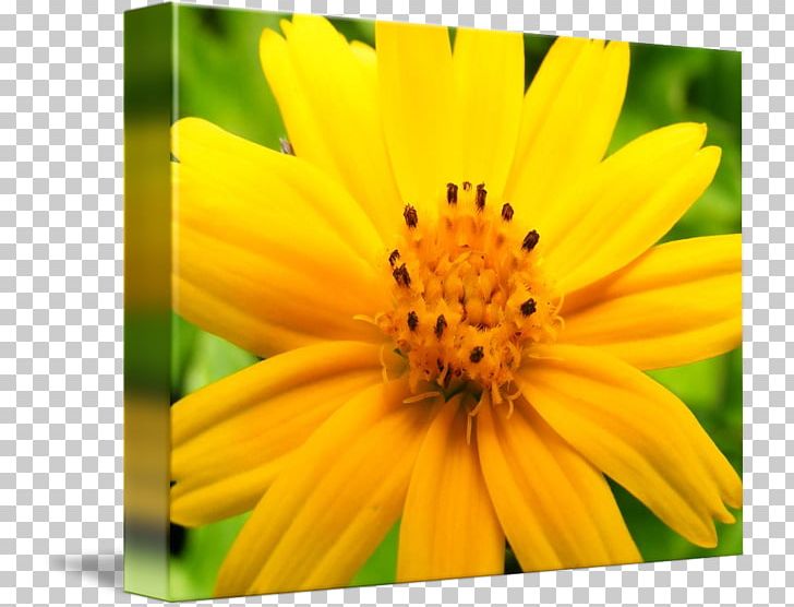 Honey Bee Nectar Sunflower M Close-up PNG, Clipart, Bee, Calendula, Closeup, Daisy Family, Flora Free PNG Download