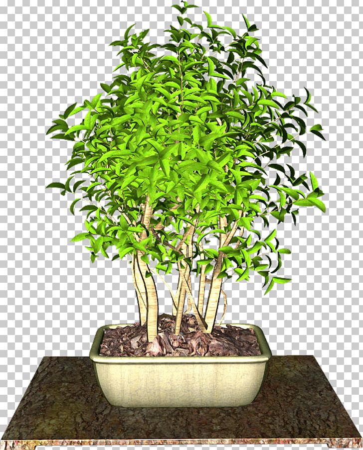 Sageretia Theezans Flowerpot Plant PNG, Clipart, Bonsai, Flower, Flowerpot, Food Drinks, Houseplant Free PNG Download